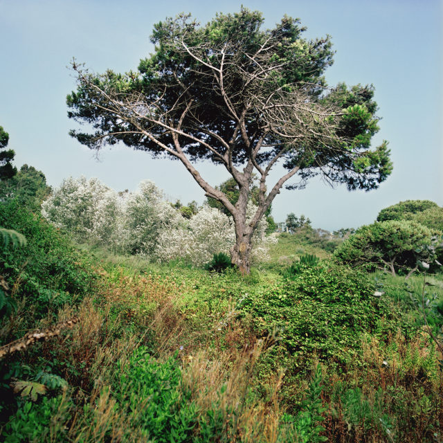 Pine of Alep, Tangier, july 2011
